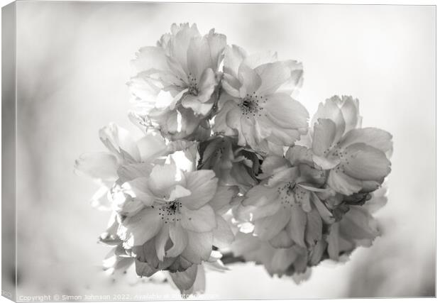 spring blossom in Monochrome Canvas Print by Simon Johnson