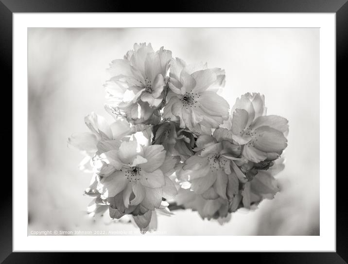 spring blossom in Monochrome Framed Mounted Print by Simon Johnson