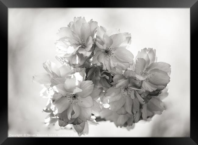 spring blossom in Monochrome Framed Print by Simon Johnson