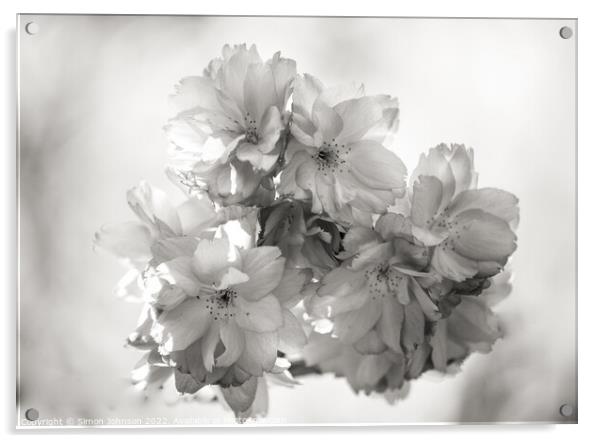 spring blossom in Monochrome Acrylic by Simon Johnson