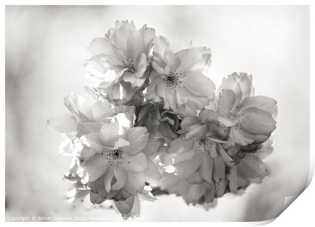 spring blossom in Monochrome Print by Simon Johnson