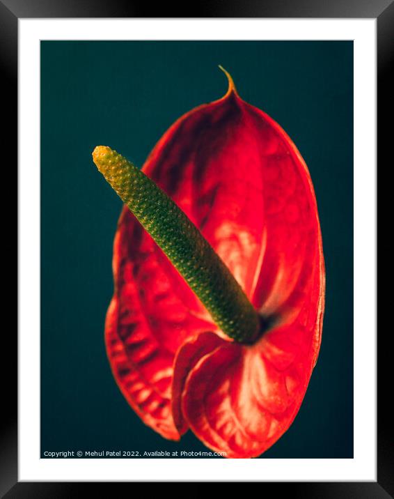 Anthurium close up Framed Mounted Print by Mehul Patel