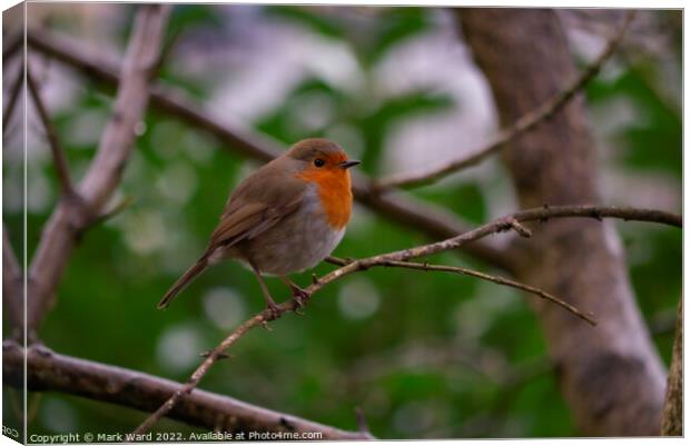 Robin in Spring. Canvas Print by Mark Ward