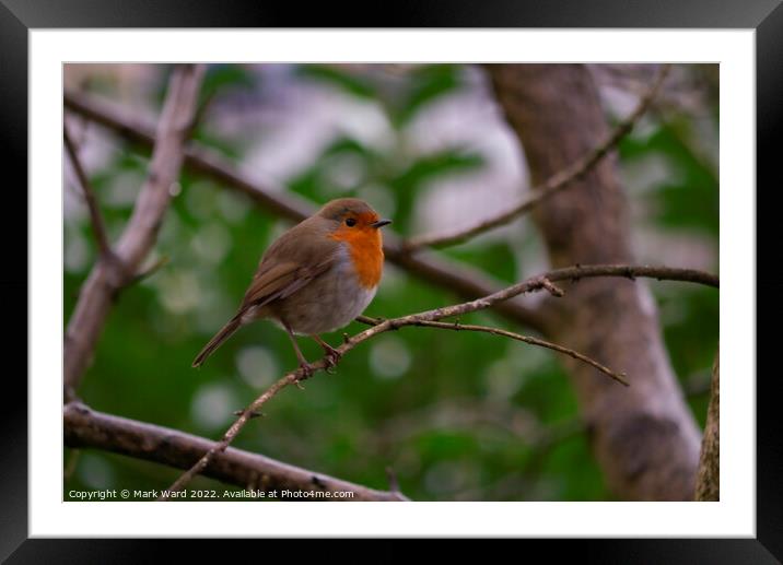 Robin in Spring. Framed Mounted Print by Mark Ward