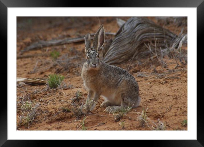 Jack Rabbit Framed Mounted Print by Amy Rogers