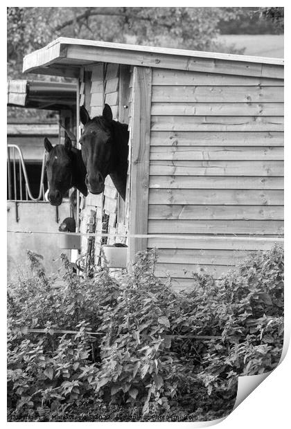 Horses in a stable Print by Mark Weekes