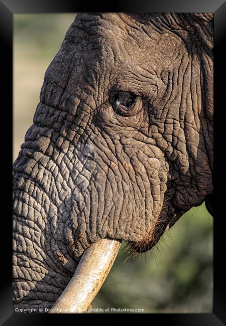 African Elephant (Loxodonta africana) Framed Print by Dirk Rüter