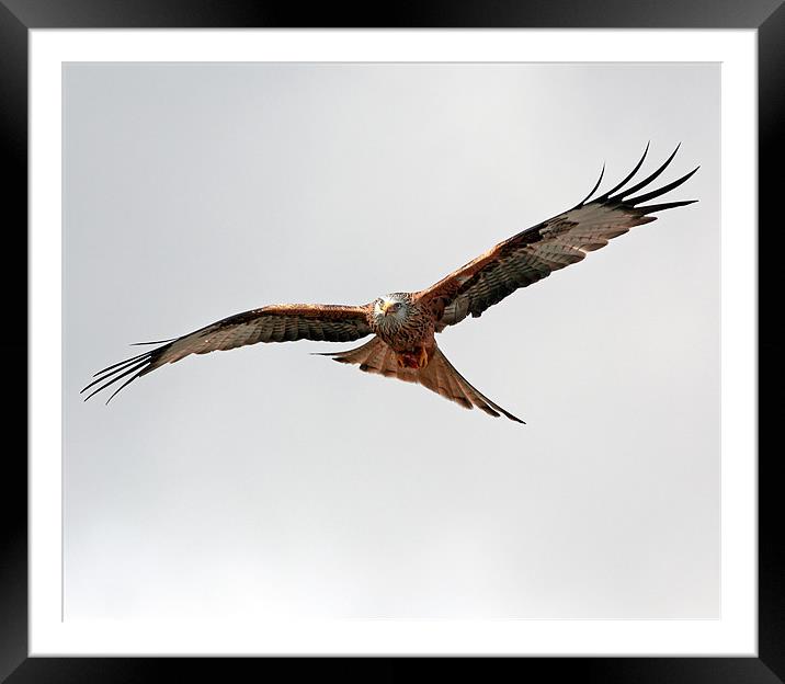 Red Kite in flight Framed Mounted Print by Grant Glendinning
