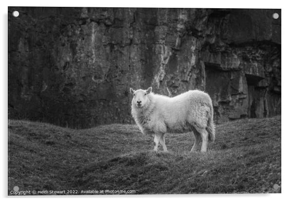Sheep  Acrylic by Heidi Stewart