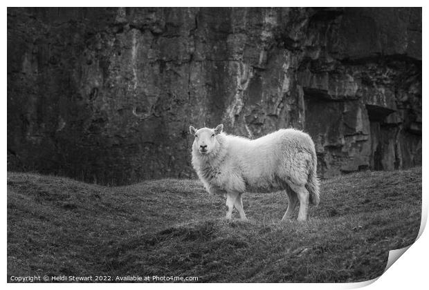 Sheep  Print by Heidi Stewart