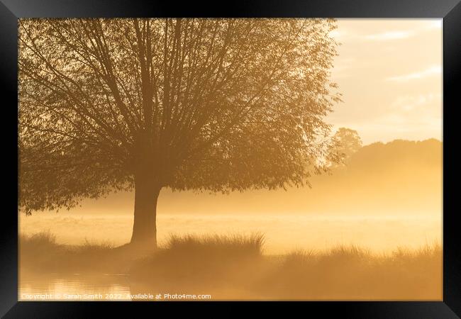 Misty Golden Sunrise Framed Print by Sarah Smith
