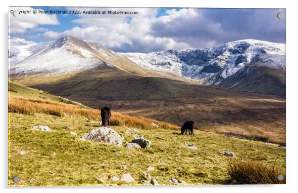 Carneddau Ponies and Welsh Mountains Snowdonia Wal Acrylic by Pearl Bucknall