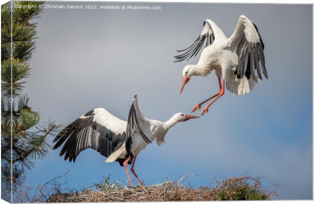 Couple of white stork (ciconia ciconia) in courtship display. Canvas Print by Christian Decout
