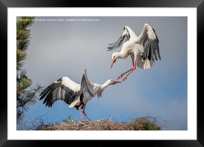 Couple of white stork (ciconia ciconia) in courtship display. Framed Mounted Print by Christian Decout