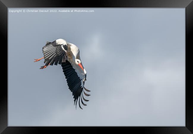 White stork (ciconia ciconia) in flight in a village. Framed Print by Christian Decout
