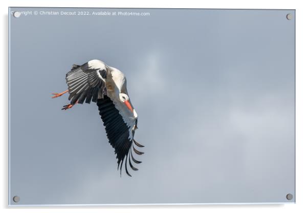 White stork (ciconia ciconia) in flight in a village. Acrylic by Christian Decout