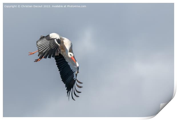 White stork (ciconia ciconia) in flight in a village. Print by Christian Decout