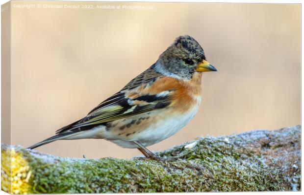 Brambling (Fringilla montifringilla) perched on a branch in the forest in winter. Canvas Print by Christian Decout