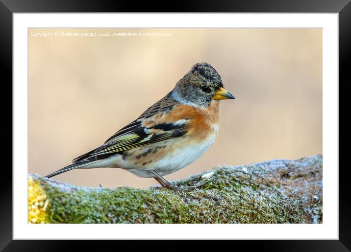 Brambling (Fringilla montifringilla) perched on a branch in the forest in winter. Framed Mounted Print by Christian Decout
