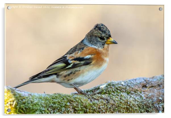 Brambling (Fringilla montifringilla) perched on a branch in the forest in winter. Acrylic by Christian Decout