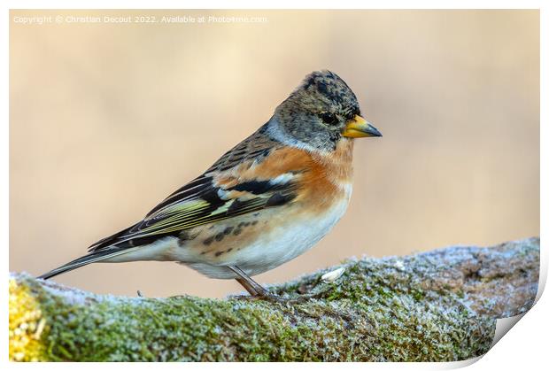 Brambling (Fringilla montifringilla) perched on a branch in the forest in winter. Print by Christian Decout