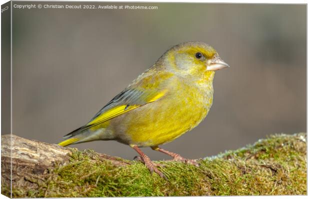Greenfinch perched on a branch in the forest. (Chloris chloris). Canvas Print by Christian Decout