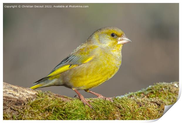 Greenfinch perched on a branch in the forest. (Chloris chloris). Print by Christian Decout