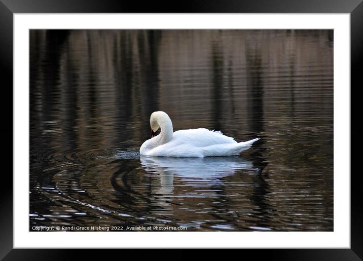 Swan in Lake Framed Mounted Print by Randi Grace Nilsberg