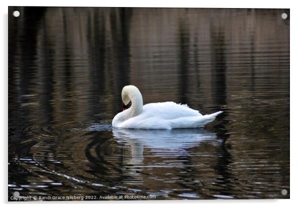 Swan in Lake Acrylic by Randi Grace Nilsberg