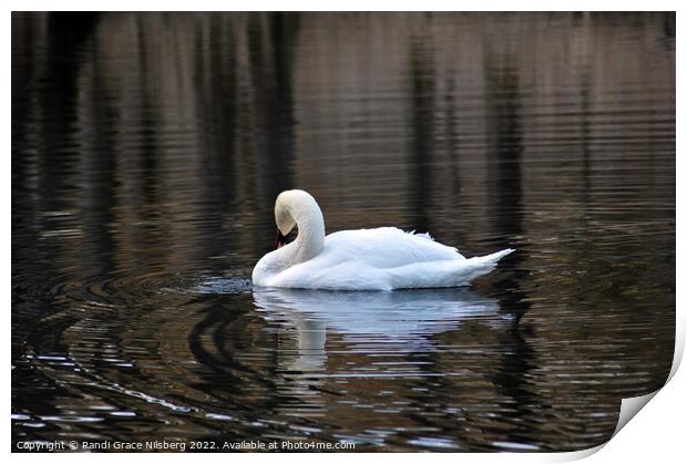 Swan in Lake Print by Randi Grace Nilsberg