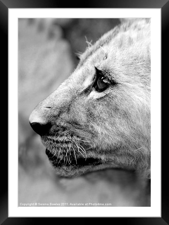 Proud Profile of a Lion Cub, Antelope Park, Zimbab Framed Mounted Print by Serena Bowles