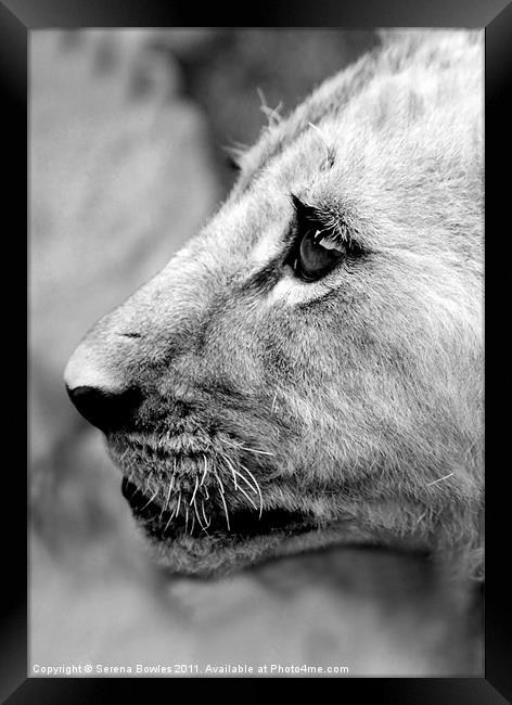 Proud Profile of a Lion Cub, Antelope Park, Zimbab Framed Print by Serena Bowles