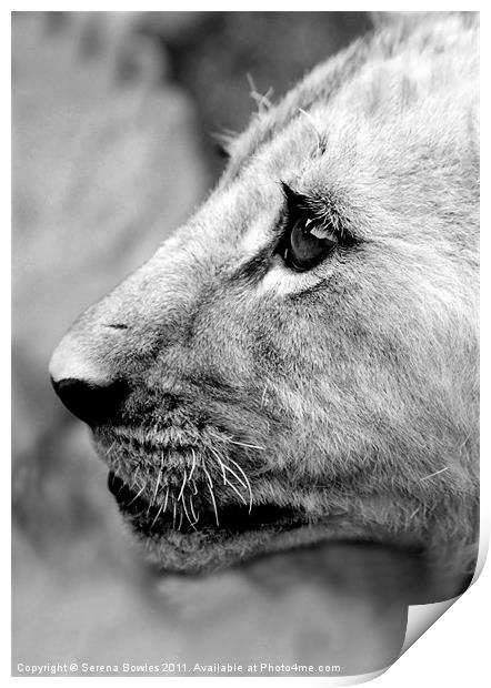 Proud Profile of a Lion Cub, Antelope Park, Zimbab Print by Serena Bowles