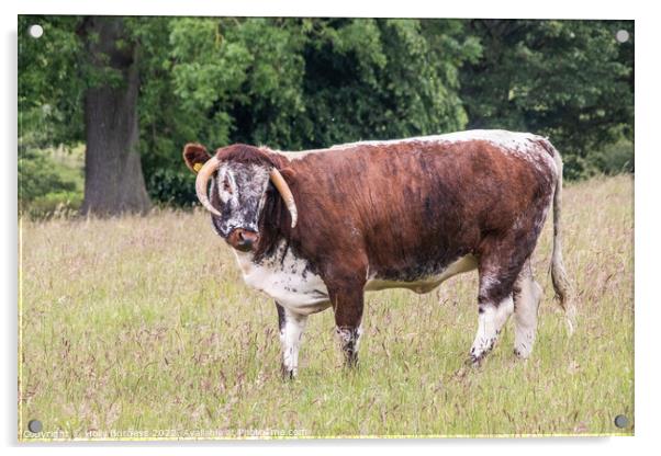 Large Bull with huge horns standing and waiting  Acrylic by Holly Burgess