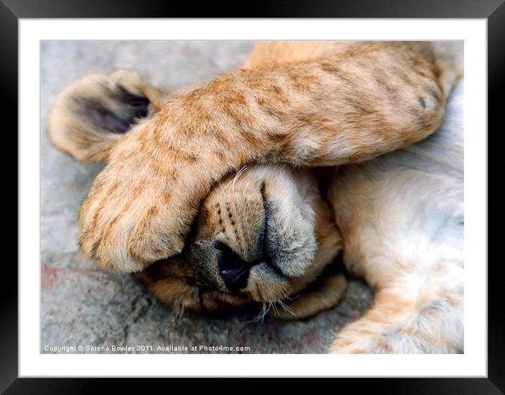 The Lion Sleeps - Sleeping Lion Cub, Antelope Park Framed Mounted Print by Serena Bowles