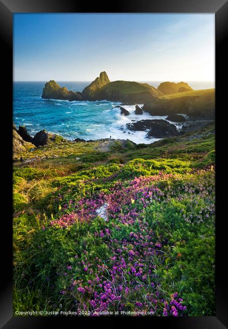 Heather at Kynance Cove, The Lizard, Cornwall Framed Print by Justin Foulkes
