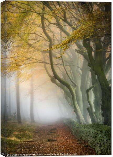 Peak District Woodland Canvas Print by Andy Gray