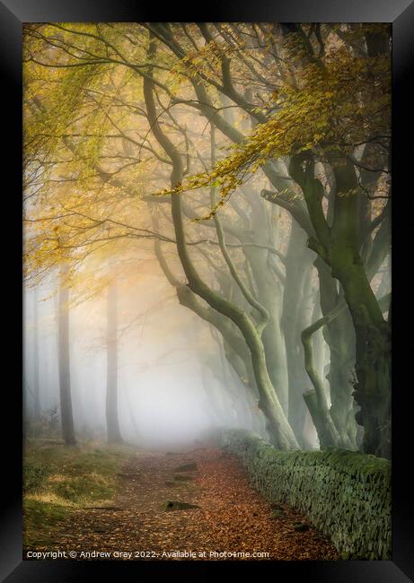Peak District Woodland Framed Print by Andy Gray