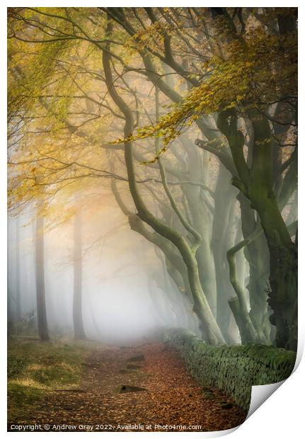 Peak District Woodland Print by Andy Gray
