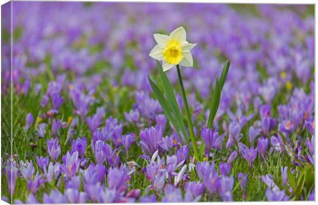 Daffodil and Crocuses Canvas Print by Arterra 