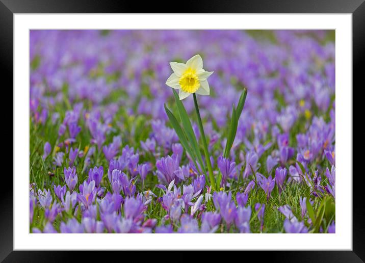 Daffodil and Crocuses Framed Mounted Print by Arterra 