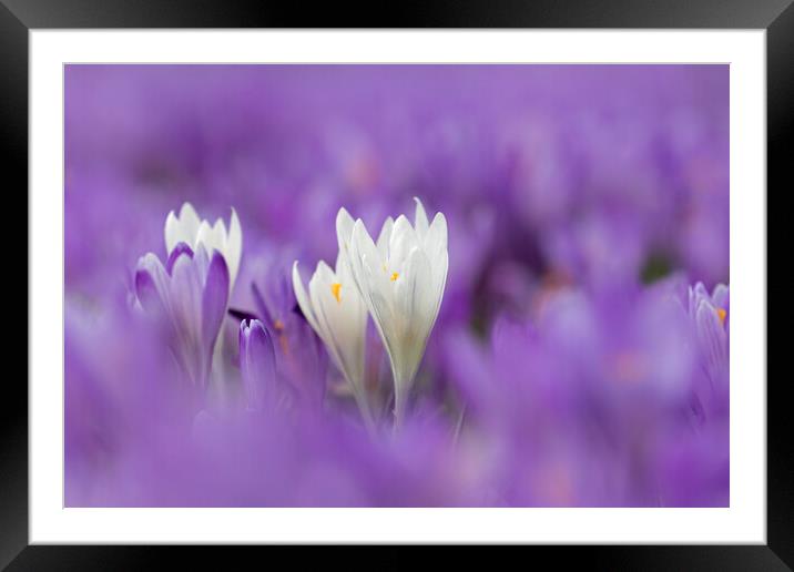 White and Purple Crocuses in Spring Framed Mounted Print by Arterra 