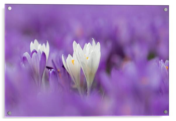 White and Purple Crocuses in Spring Acrylic by Arterra 
