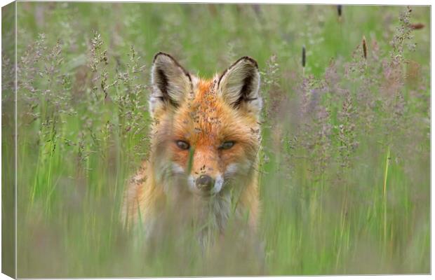 Curious Red Fox in Meadow Canvas Print by Arterra 