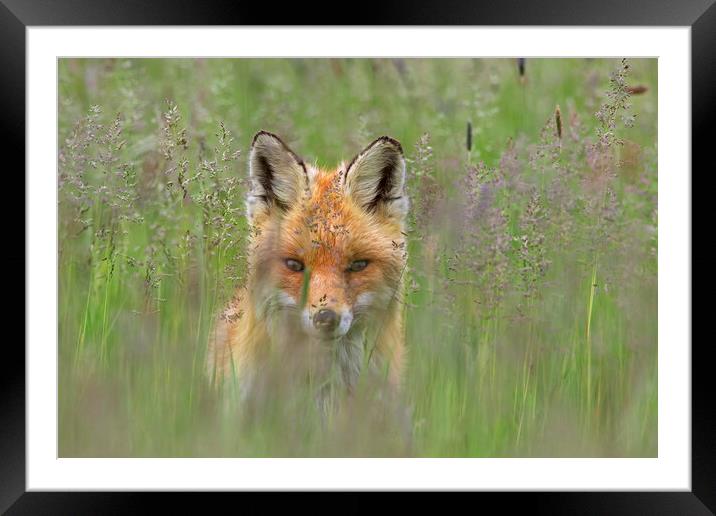 Curious Red Fox in Meadow Framed Mounted Print by Arterra 