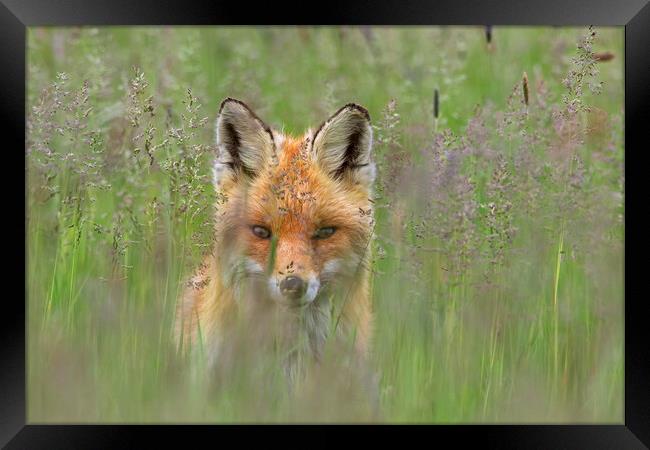 Curious Red Fox in Meadow Framed Print by Arterra 
