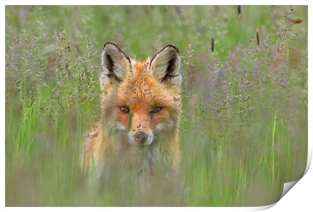 Curious Red Fox in Meadow Print by Arterra 