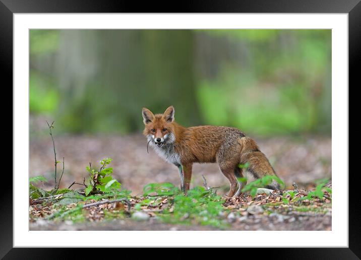 Red Fox with Prey in Woodland Framed Mounted Print by Arterra 