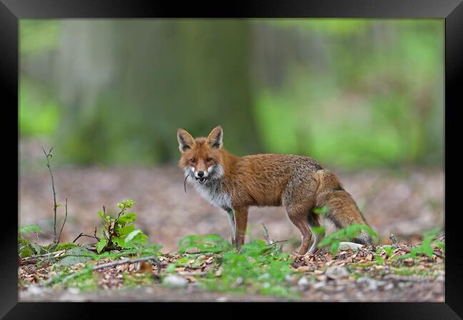 Red Fox with Prey in Woodland Framed Print by Arterra 