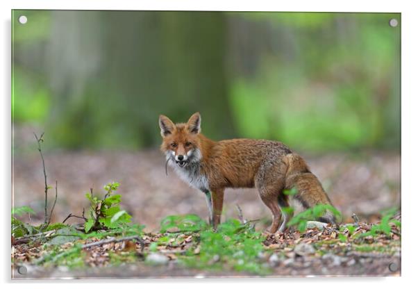 Red Fox with Prey in Woodland Acrylic by Arterra 
